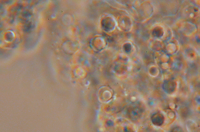 Mah...mi da l''idea di un Clitopilus...